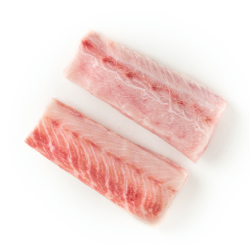 Cobia
